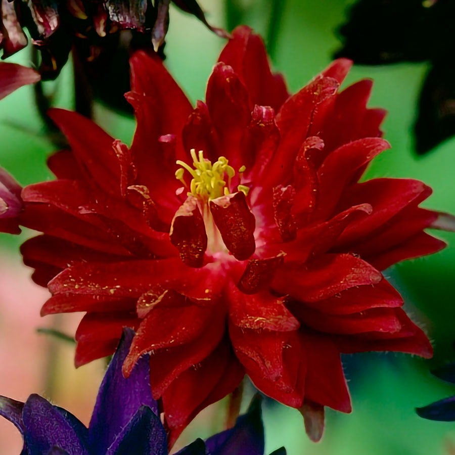 Aquilegia Artisian Blend Columbine