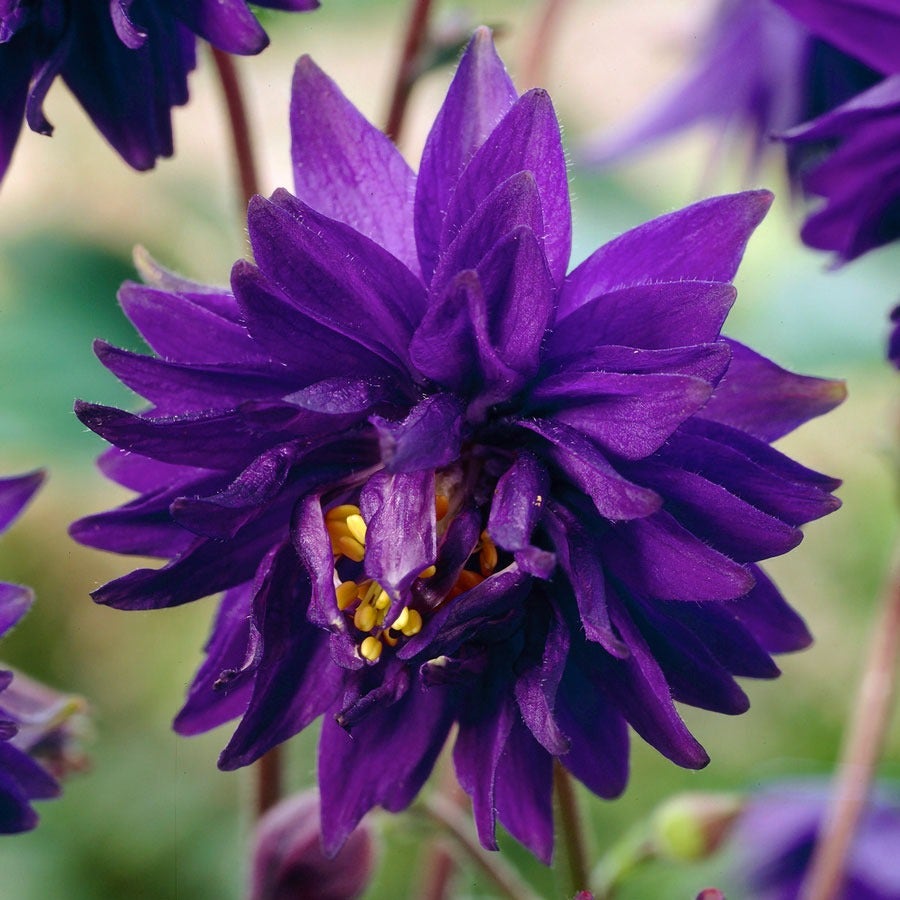 Aquilegia Artisian Blend Columbine