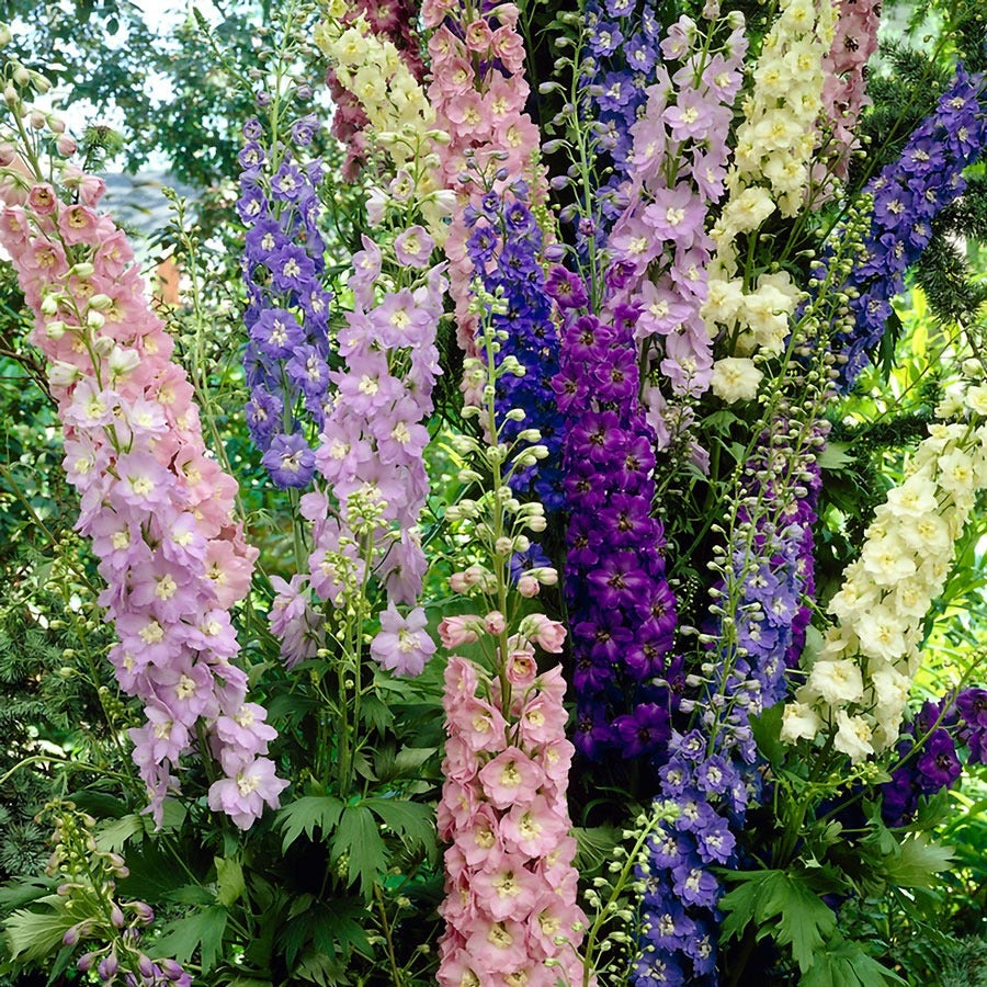 Delphinium Giant Cottage Style Mixed Larkspur