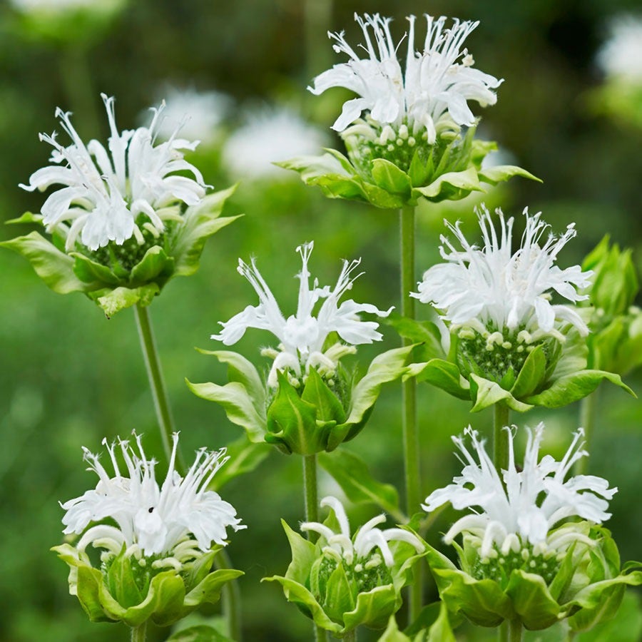 Monarda Ice Out Bee Balm
