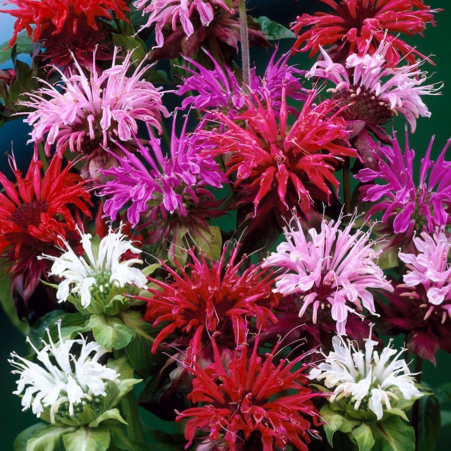 planting monarda seeds Monarda Mix Bee Balm – Park Seed