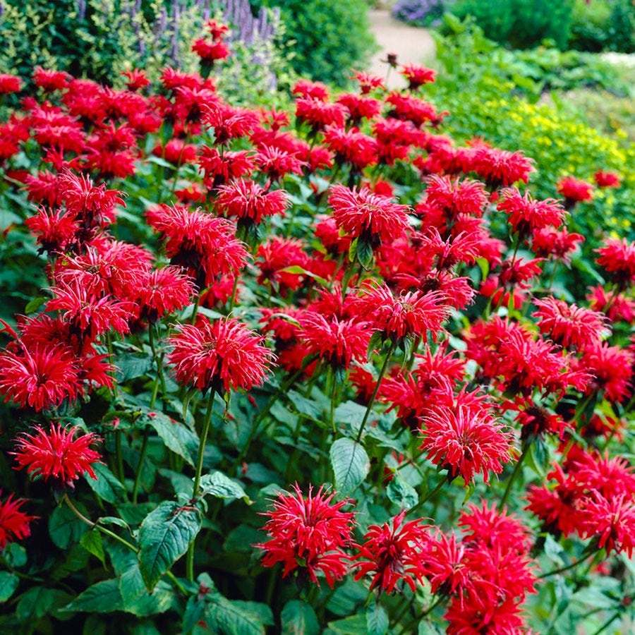Monarda Mix Bee Balm