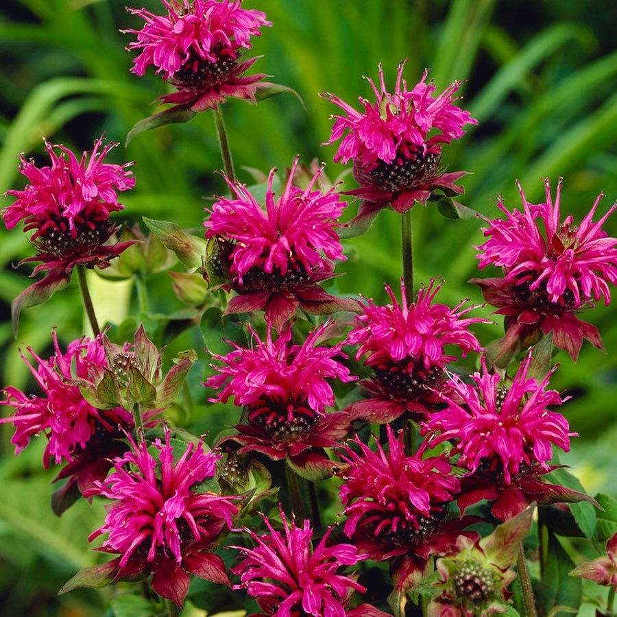 Monarda Mix Bee Balm