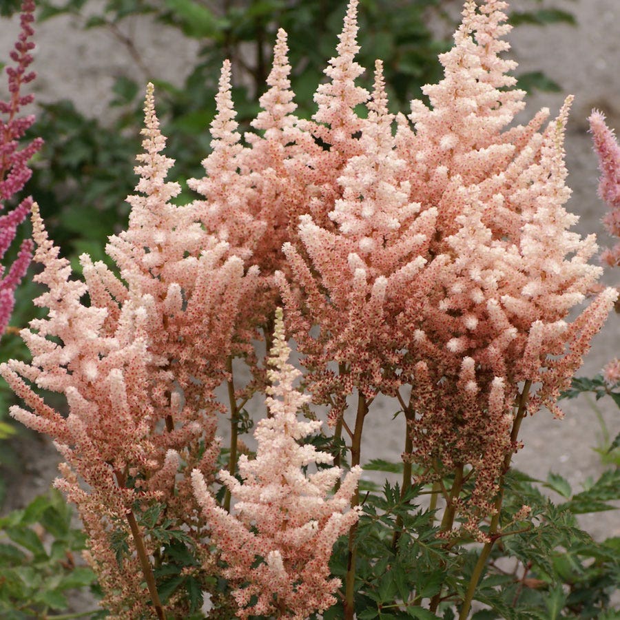 Astilbe 'Sara's Coral' False Spirea