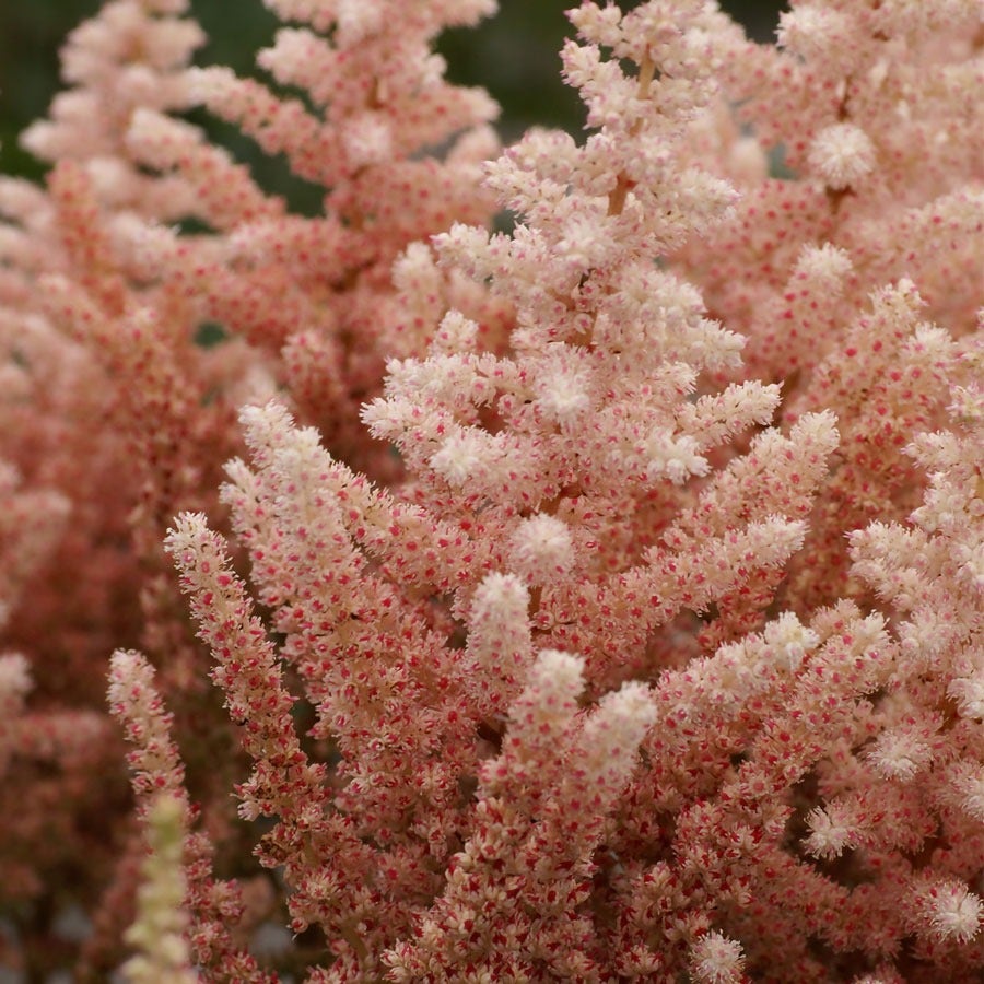 Astilbe 'Sara's Coral' False Spirea
