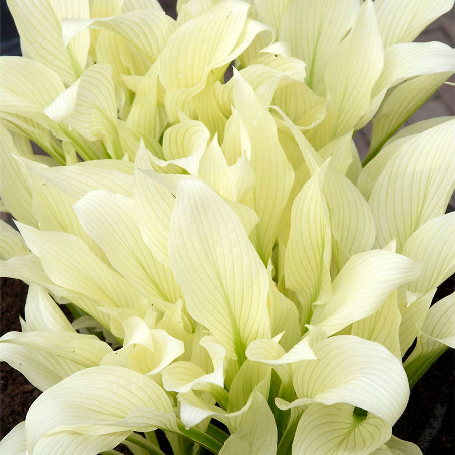 hosta white feather plantain lily Hosta White Feather Plantain Lily