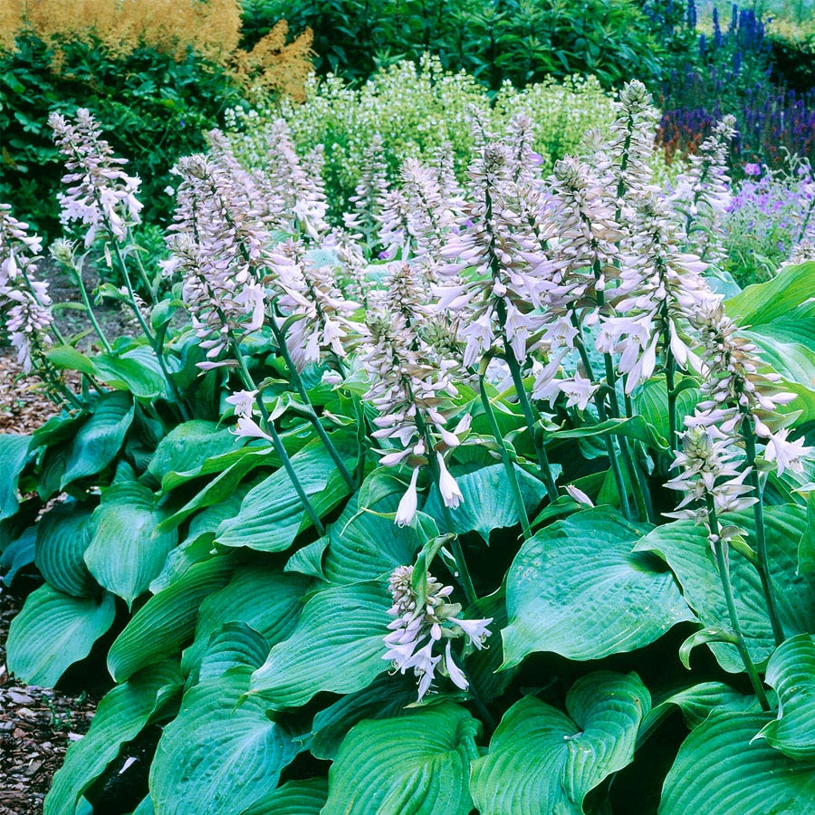hosta lily flower Hosta 'Blue Angel' Plantain Lily
