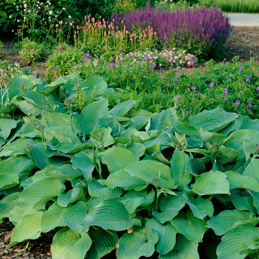 Hosta 'Blue Angel' Plantain Lily