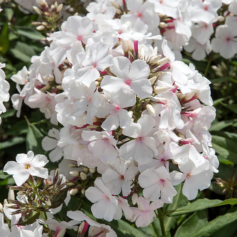 Phlox 'Popeye'