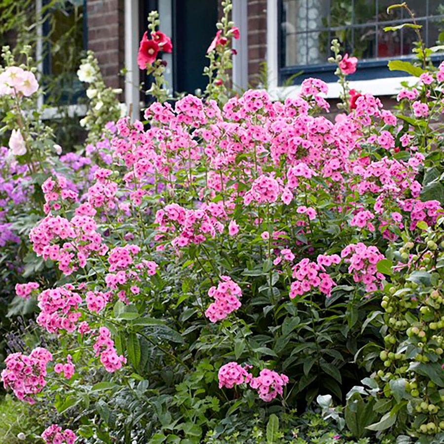 Phlox 'Starburst'