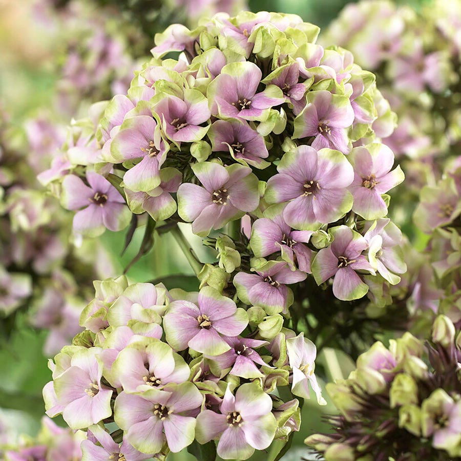 Phlox 'Starburst'
