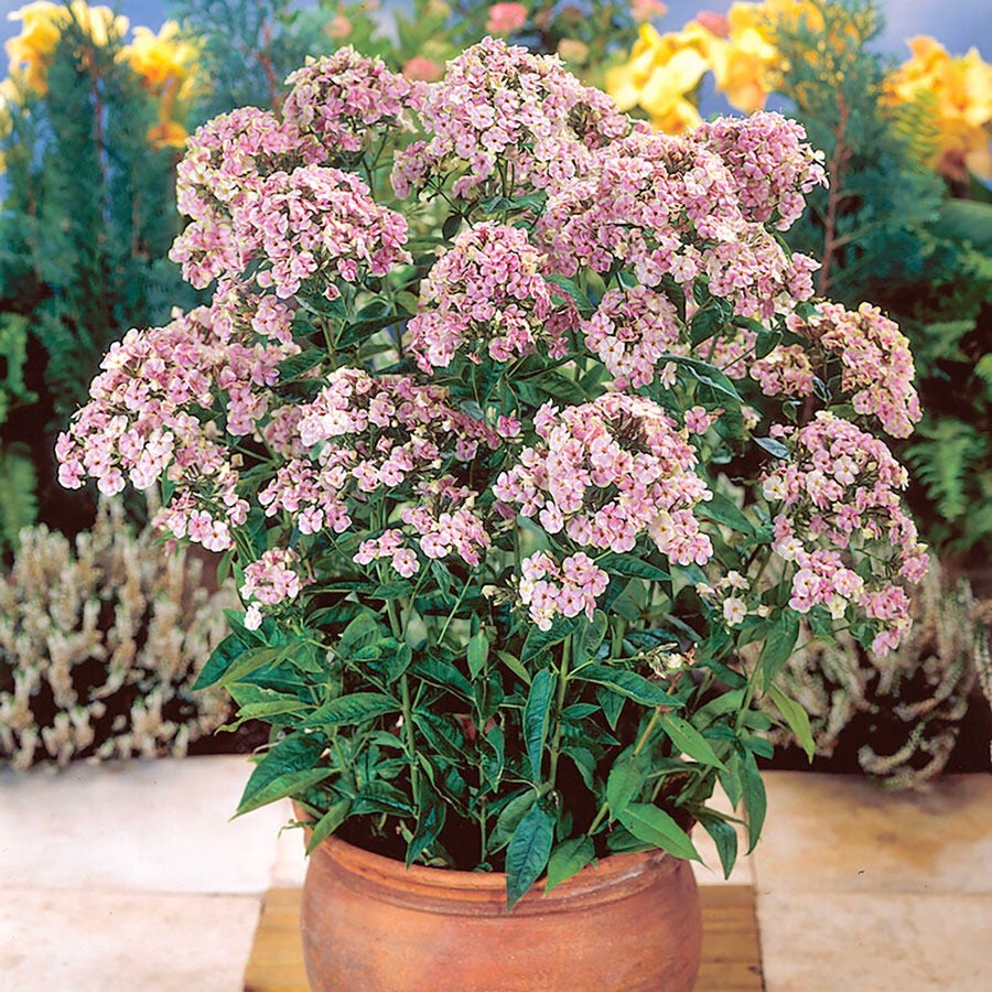 Phlox 'Starburst'