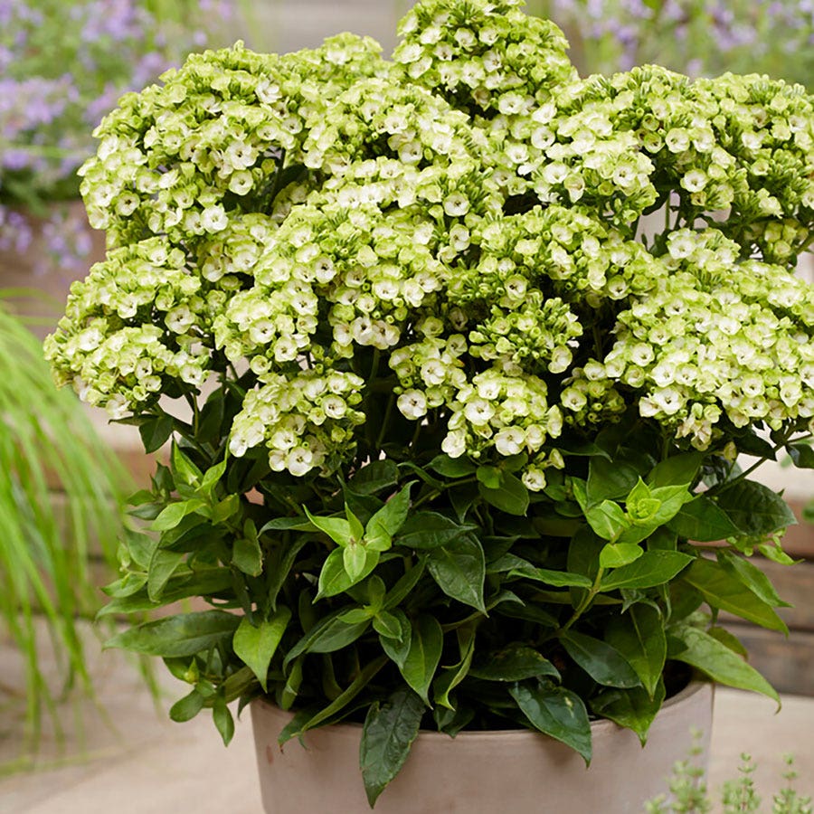 Phlox 'Orchid Green'
