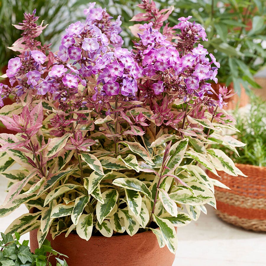 Phlox 'Olympus'