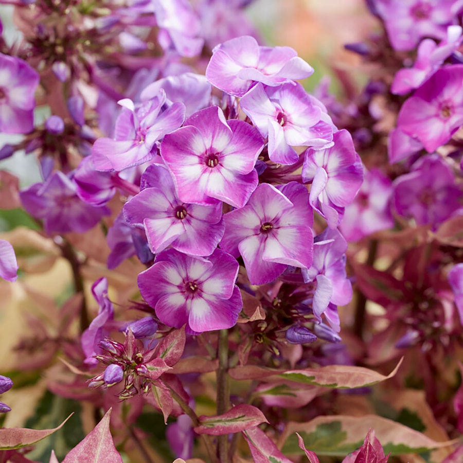Phlox 'Olympus'