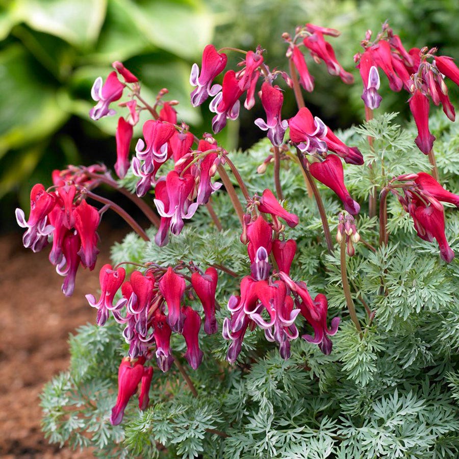 bleeding heart flower seed Dicentra 'Fire Island' Bleeding Heart