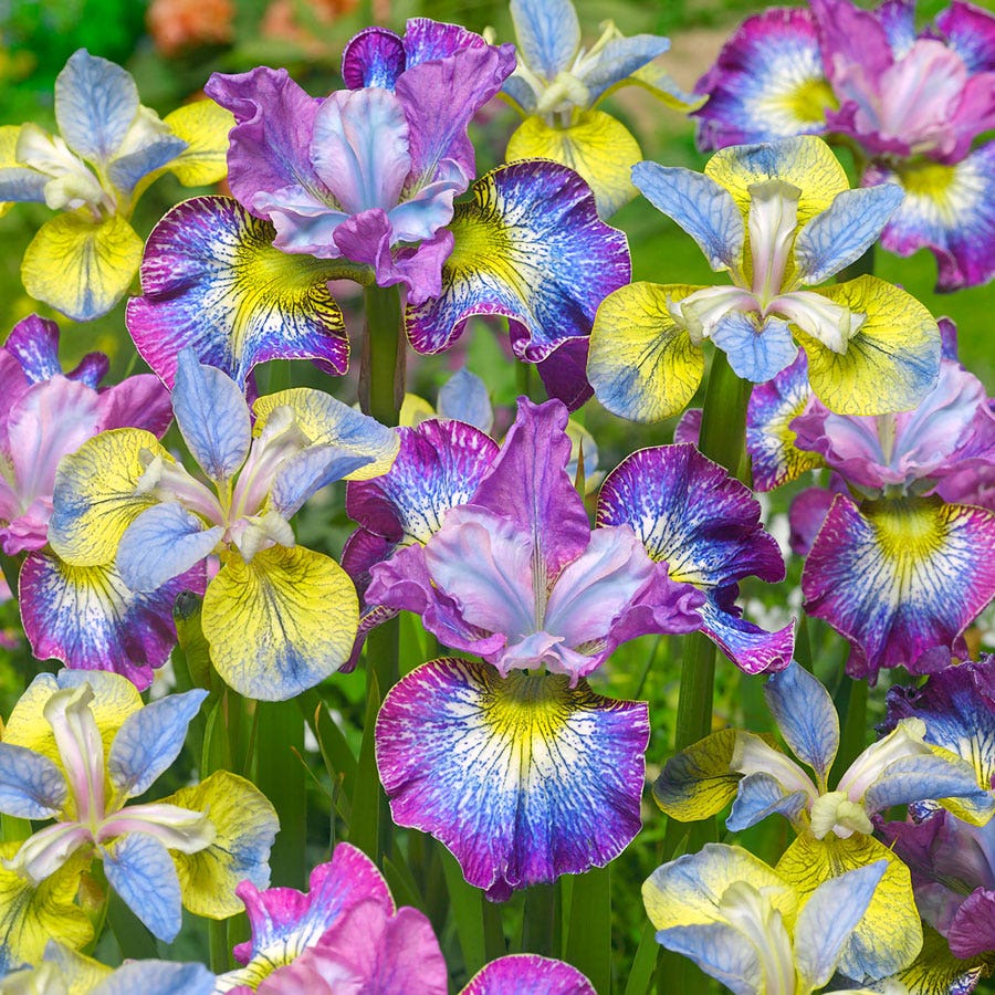 Iris 'How Audacious' Siberian Iris