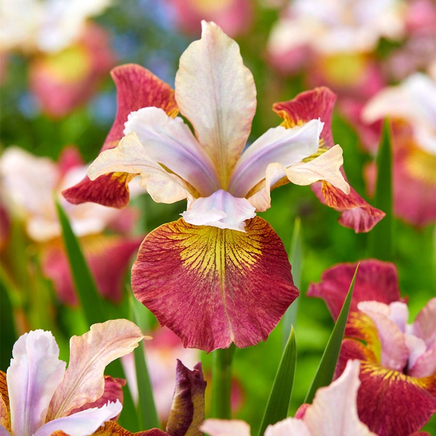 Iris 'Cherry Sugar Rush' Siberian Iris
