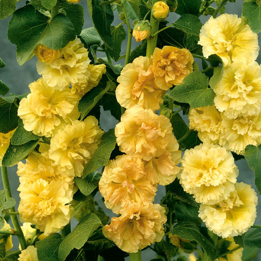 Alcea Yellow Hollyhock