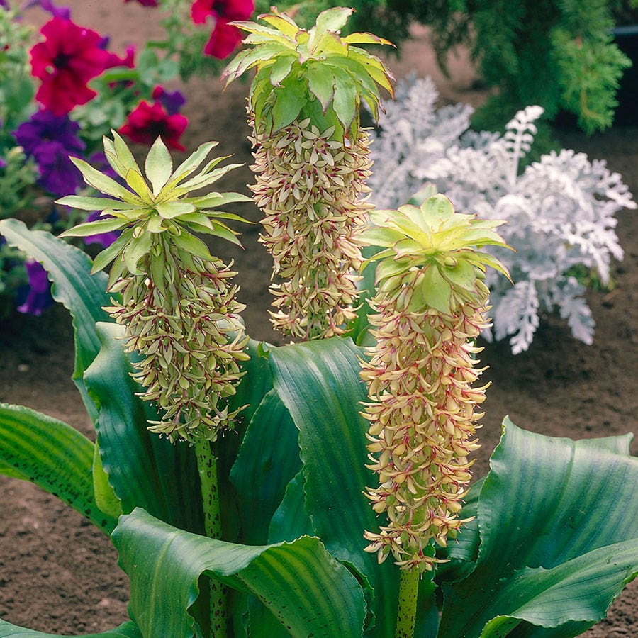 pineapple plant bulb Eucomis bicolor Pineapple Lily Bulbs