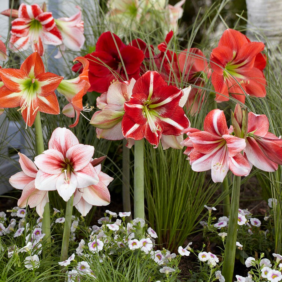 amaryllis lily white Hippeastrum Mixed Amaryllis Bulbs