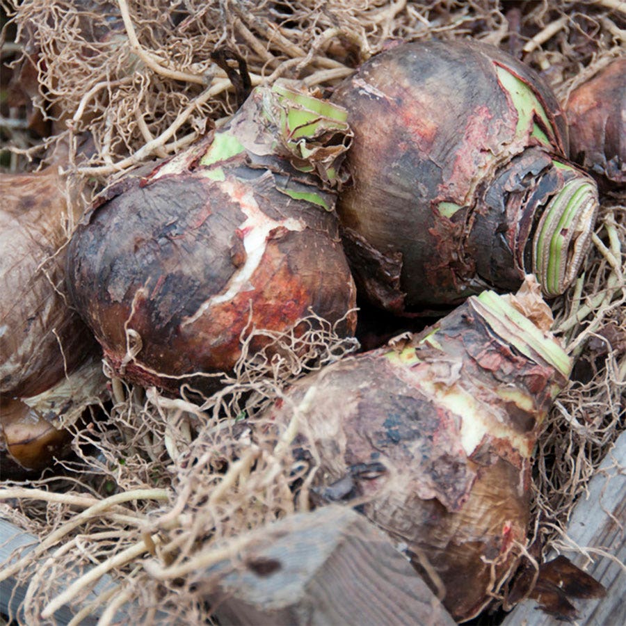 Hippeastrum Mixed Amaryllis Bulbs