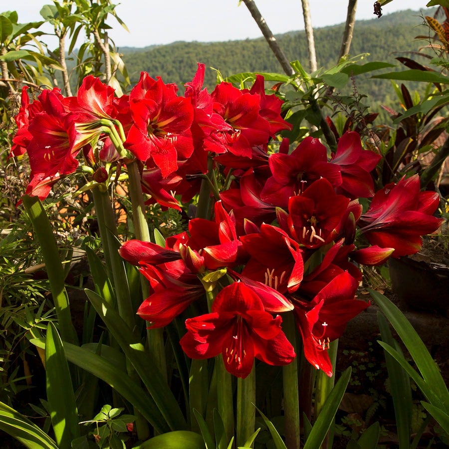 amaryllis flower seeds Hippeastrum Red Southern Landscape Amaryllis Bulbs