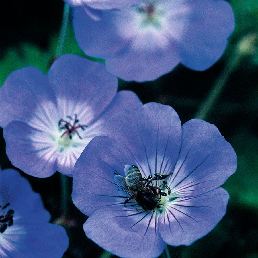 rozanne geranium seeds Geranium 'Rozanne'