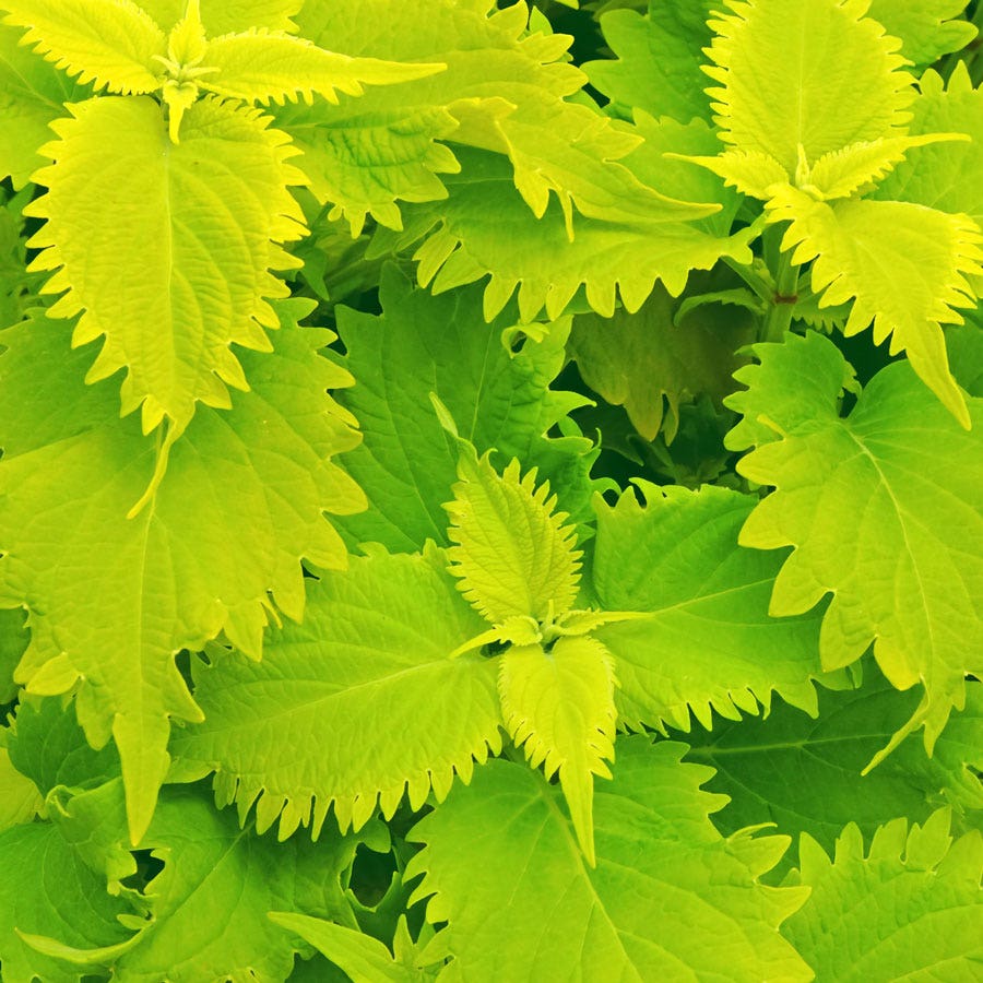 Blooming Block Amped Up MixMasters™ Coleus Mix