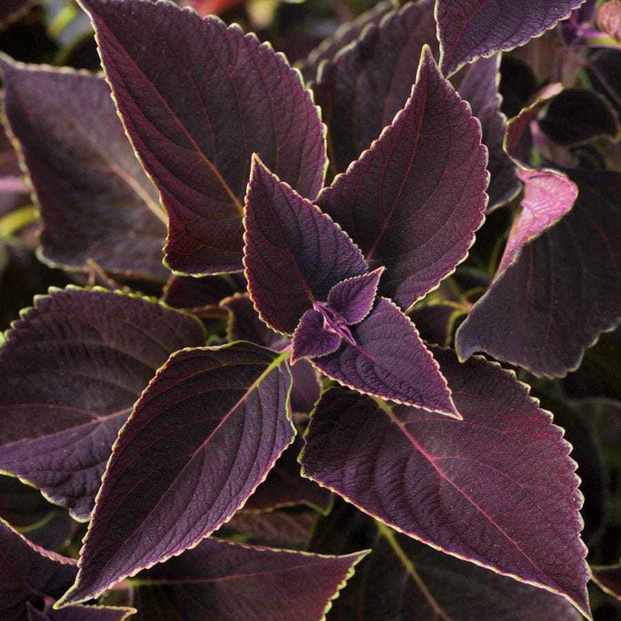 Blooming Block Amped Up MixMasters™ Coleus Mix