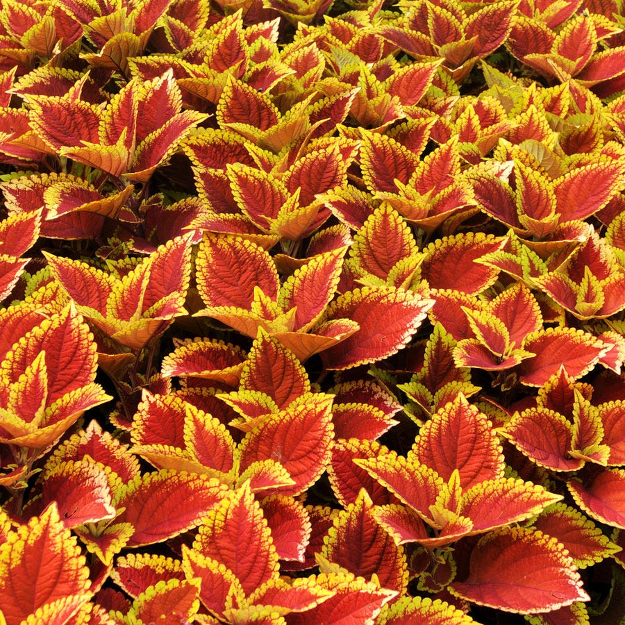 Blooming Block Amped Up MixMasters™ Coleus Mix