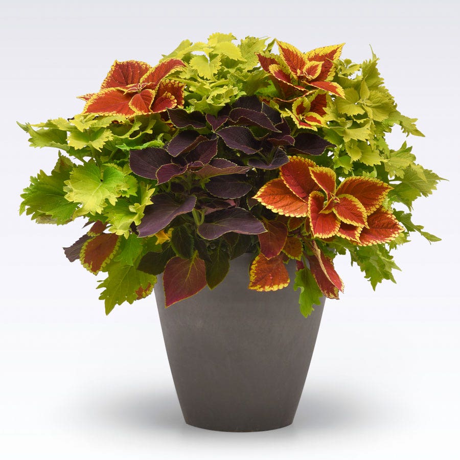 Blooming Block Amped Up MixMasters™ Coleus Mix