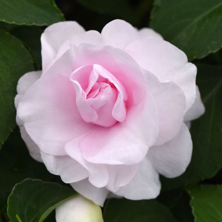 Blooming Block All that Glimmers MixMasters™ Double Impatiens Mix