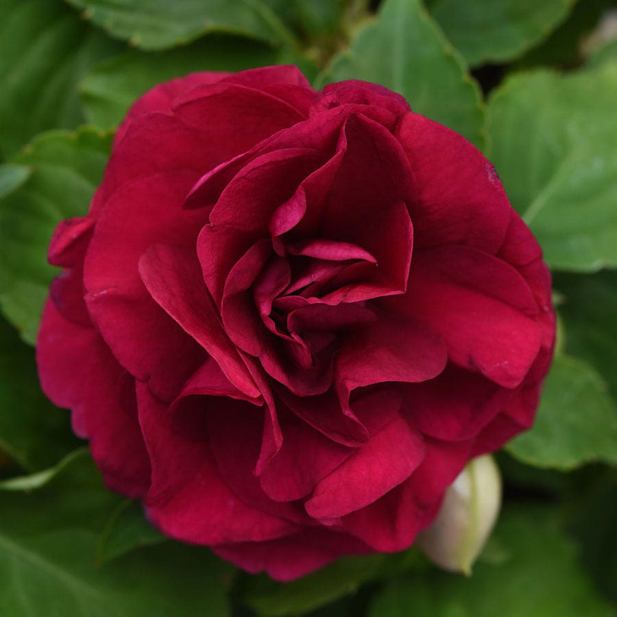 Blooming Block All that Glimmers MixMasters™ Double Impatiens Mix