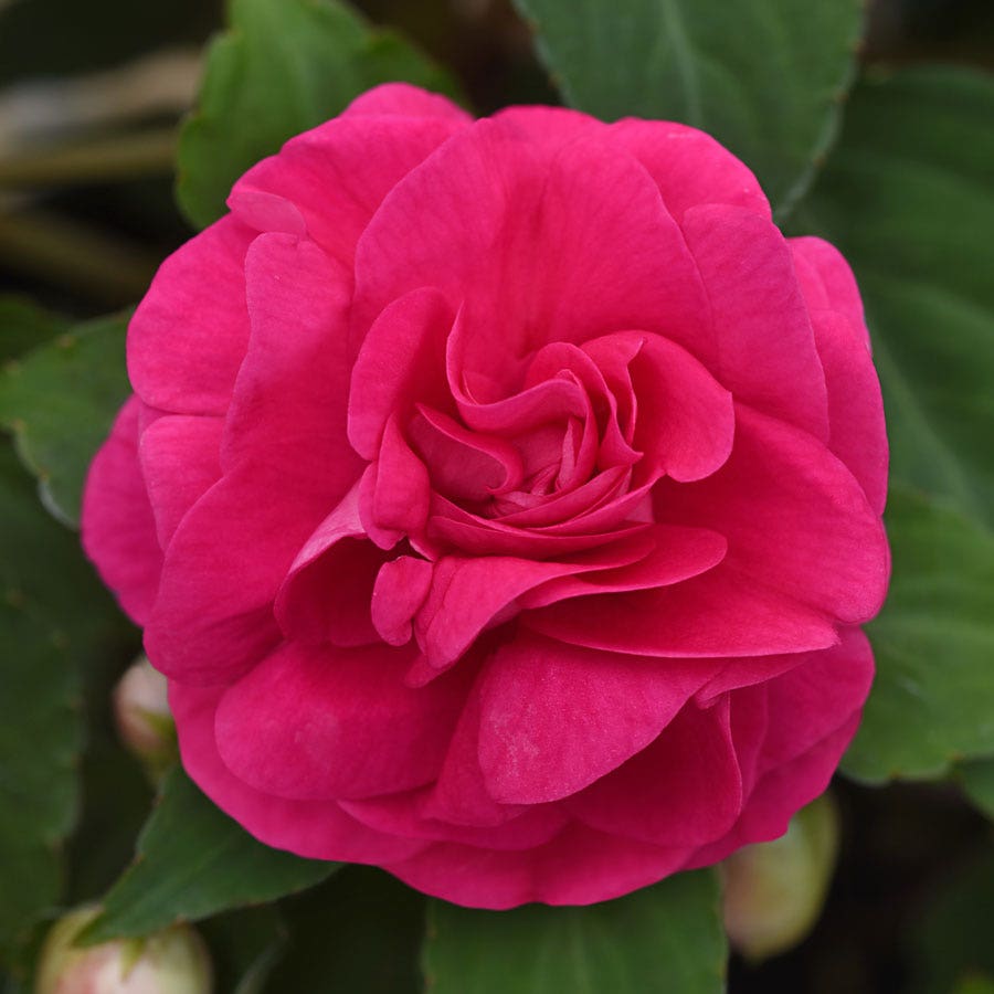 Blooming Block All that Glimmers MixMasters™ Double Impatiens Mix