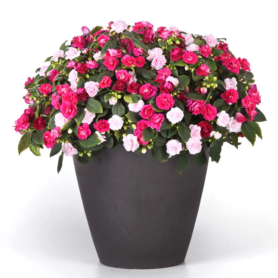 Blooming Block All that Glimmers MixMasters™ Double Impatiens Mix