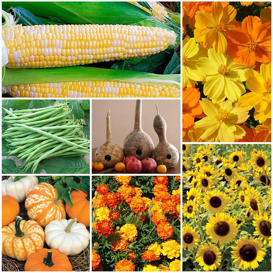 children's garden seeds Children's Garden Seed Bundle
