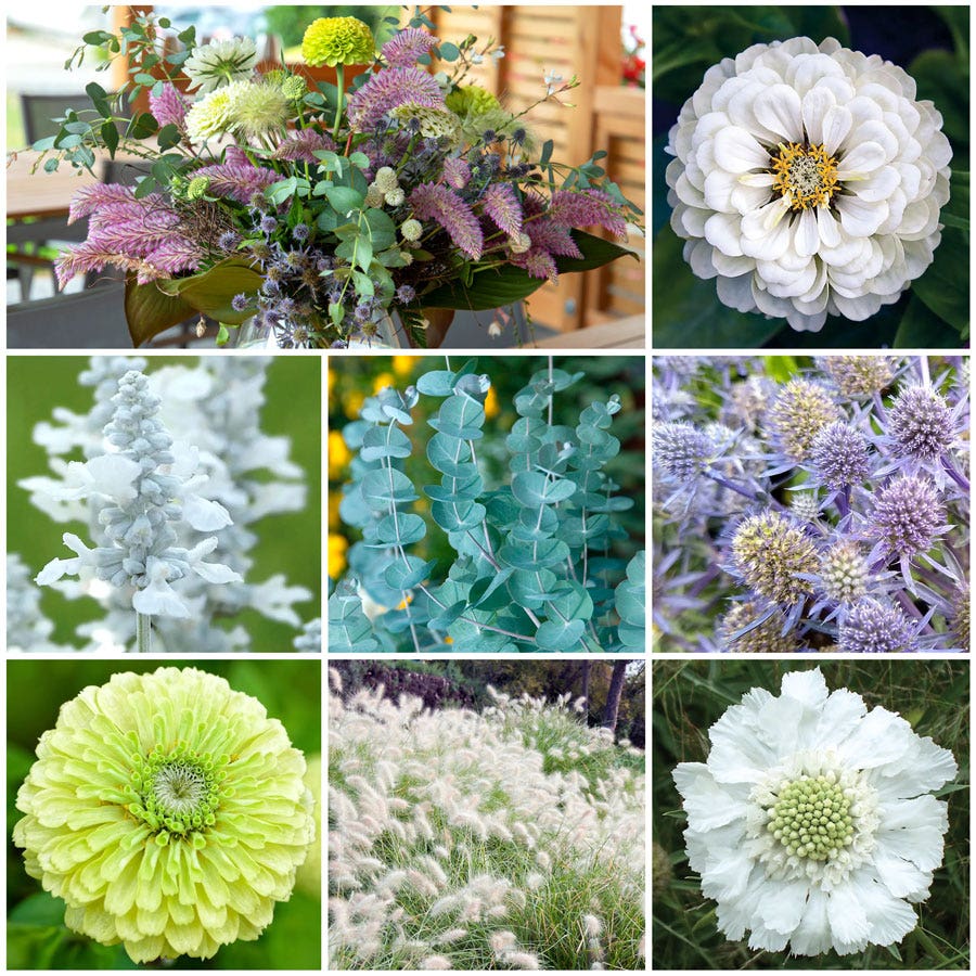 bouquet flower seeds Park's Premium Bouquet Flower Seed Collection