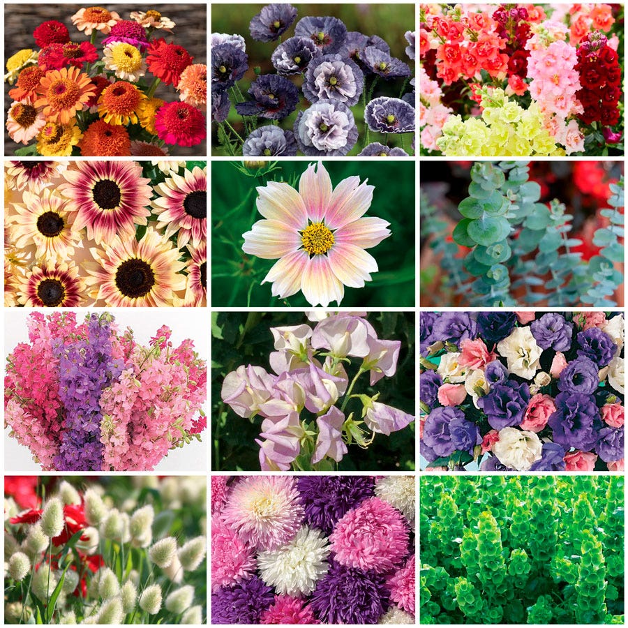 seeds for cut flower garden Park's Cut Flower Garden Seed Collection