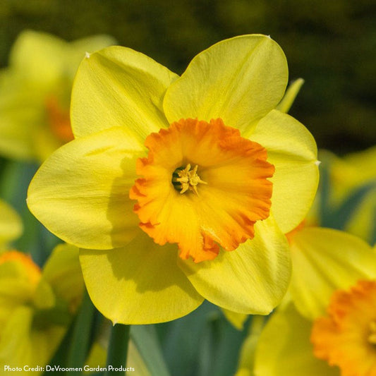Narcissus Delibes Daffodil Bulbs