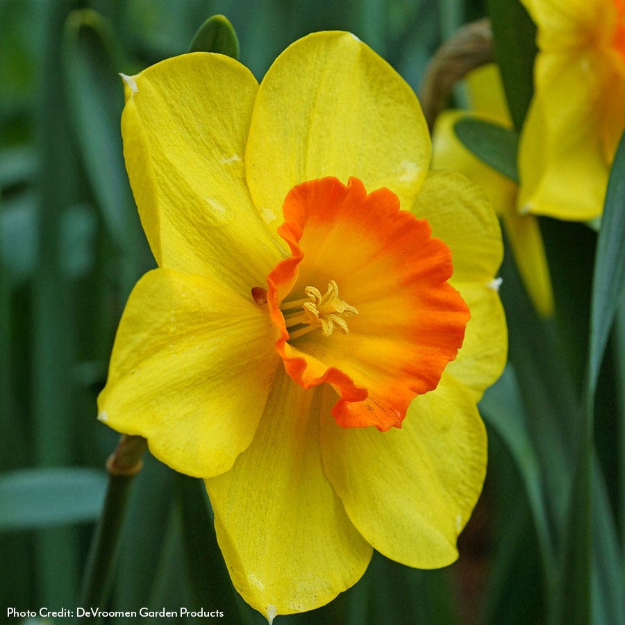 Narcissus Delibes Daffodil Bulbs