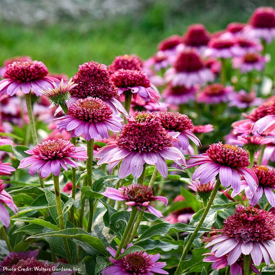 echinacea butterfly kisses seeds Echinacea Double Coded™ 'Everything's Rosy' Coneflower