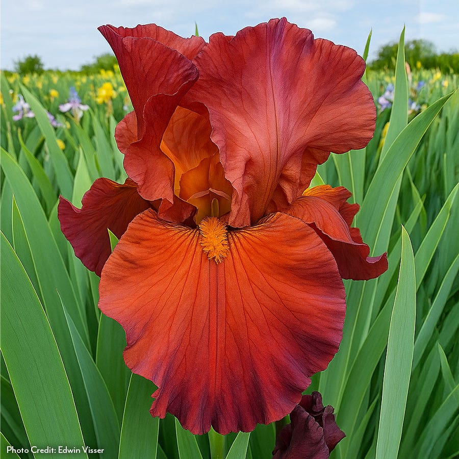 best times to plant iris seeds Iris Lest We Forget Reblooming Bearded Iris