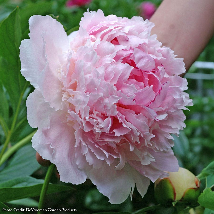 Paeonia Angel Cheeks Peony