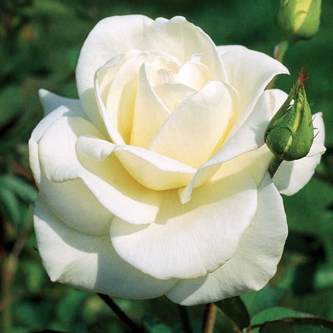 John F. Kennedy Hybrid Tea Rose