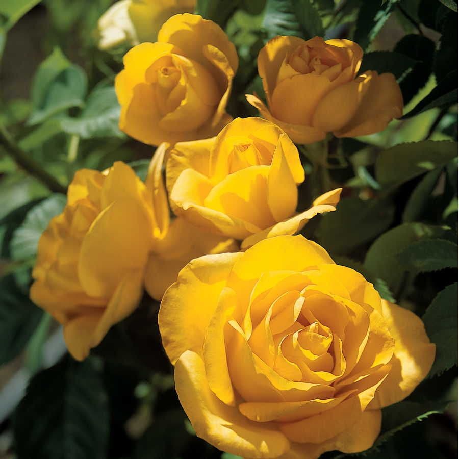 Midas Touch Hybrid Tea Rose