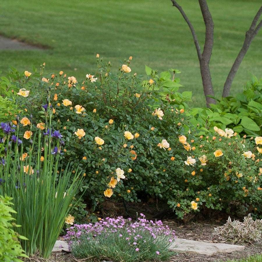 Oso Easy® Paprika Shrub Rose