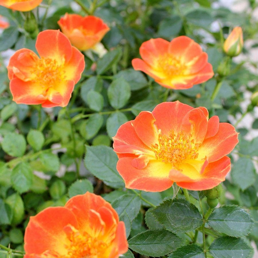 Oso Easy® Paprika Shrub Rose