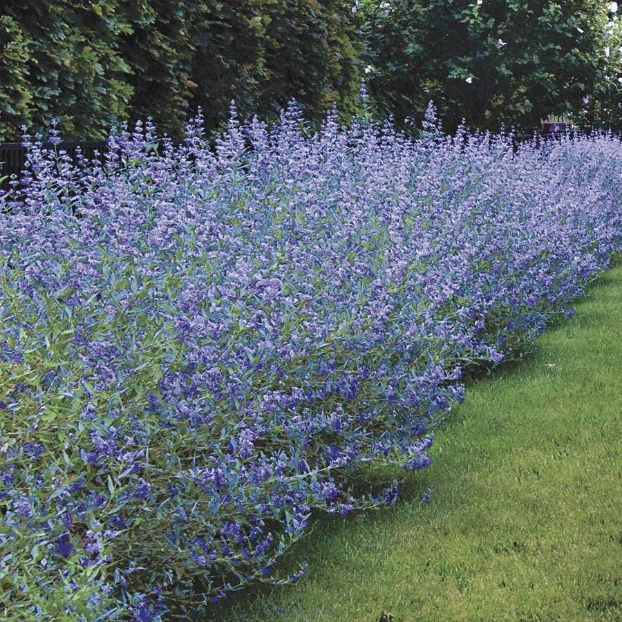 'Longwood Blue' Bluebeard