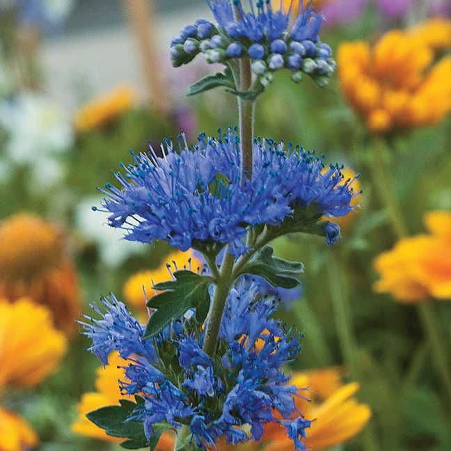 'Longwood Blue' Bluebeard